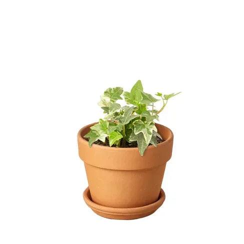English Ivy 'Glacier' - Gifts for You 'n Me