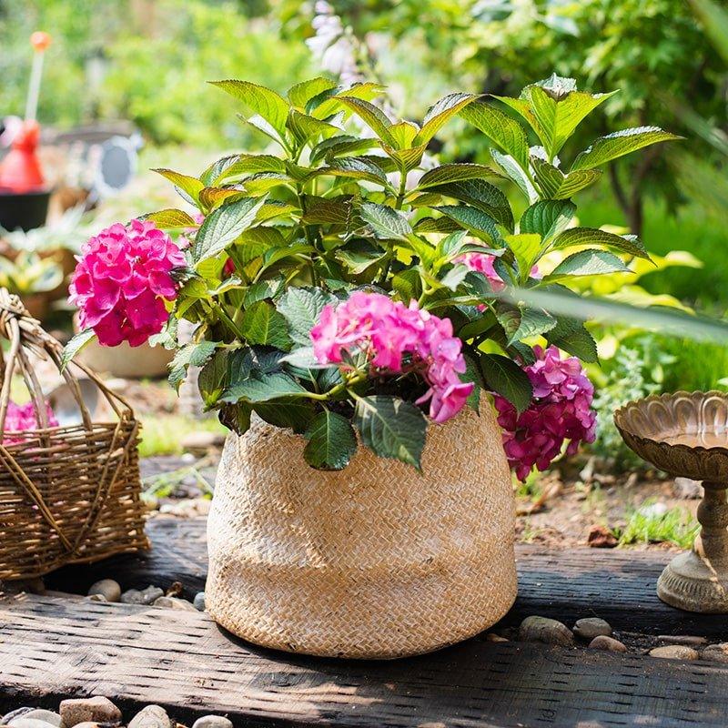 Cement Weaving Pattern Plants Container or Planter
