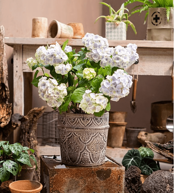 Classic Element Art Planter Clay Flowerpot