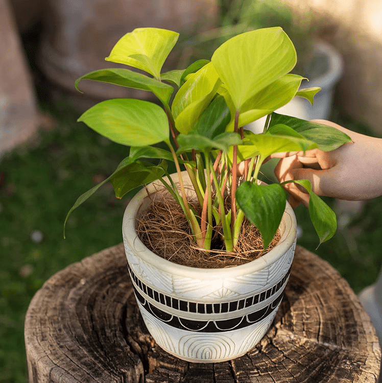 Coconut Fiber Pot Soil Surface Decoration Padding Material Set of 3