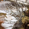 Whitewashed Twig Decorative Branch 22