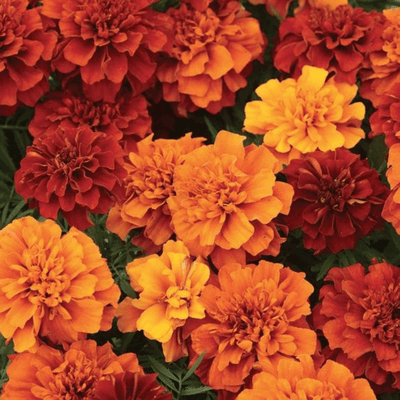 Jasmine Sambac + Marigold