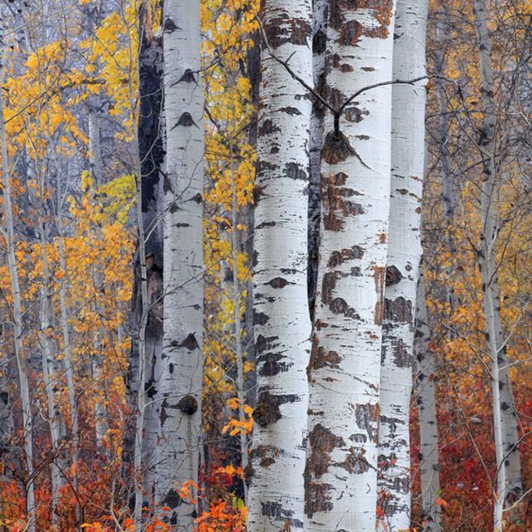 Birch Black Pepper