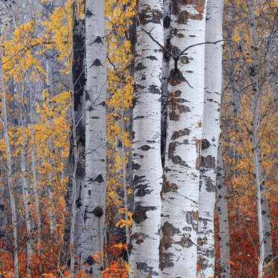 Birch Black Pepper