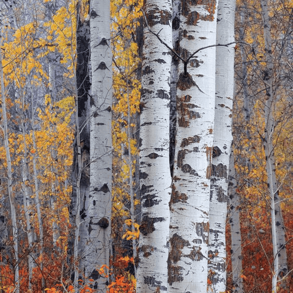 Birch Black Pepper