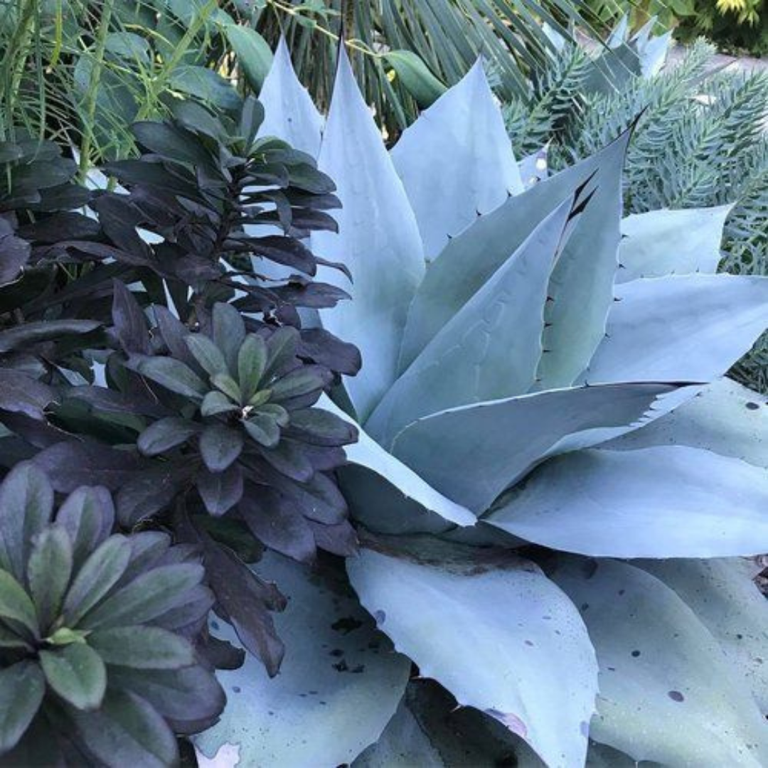 Blue Agave + Cacao