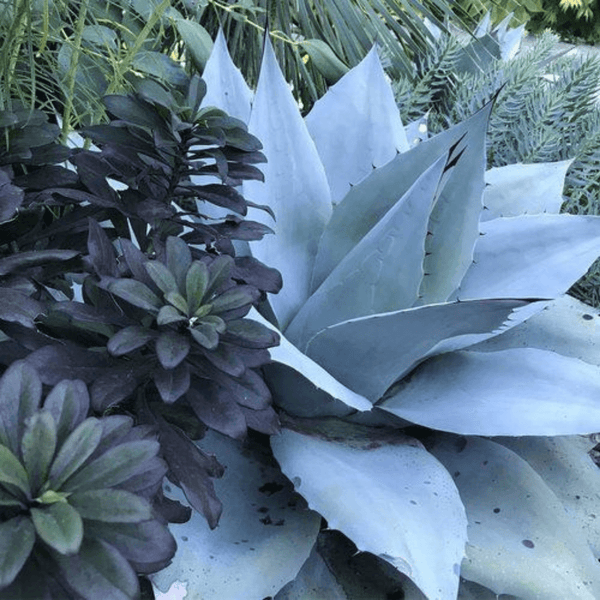 Blue Agave + Cacao