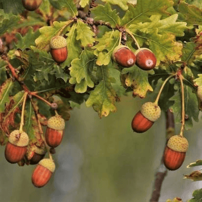 English Oak + Hazelnut