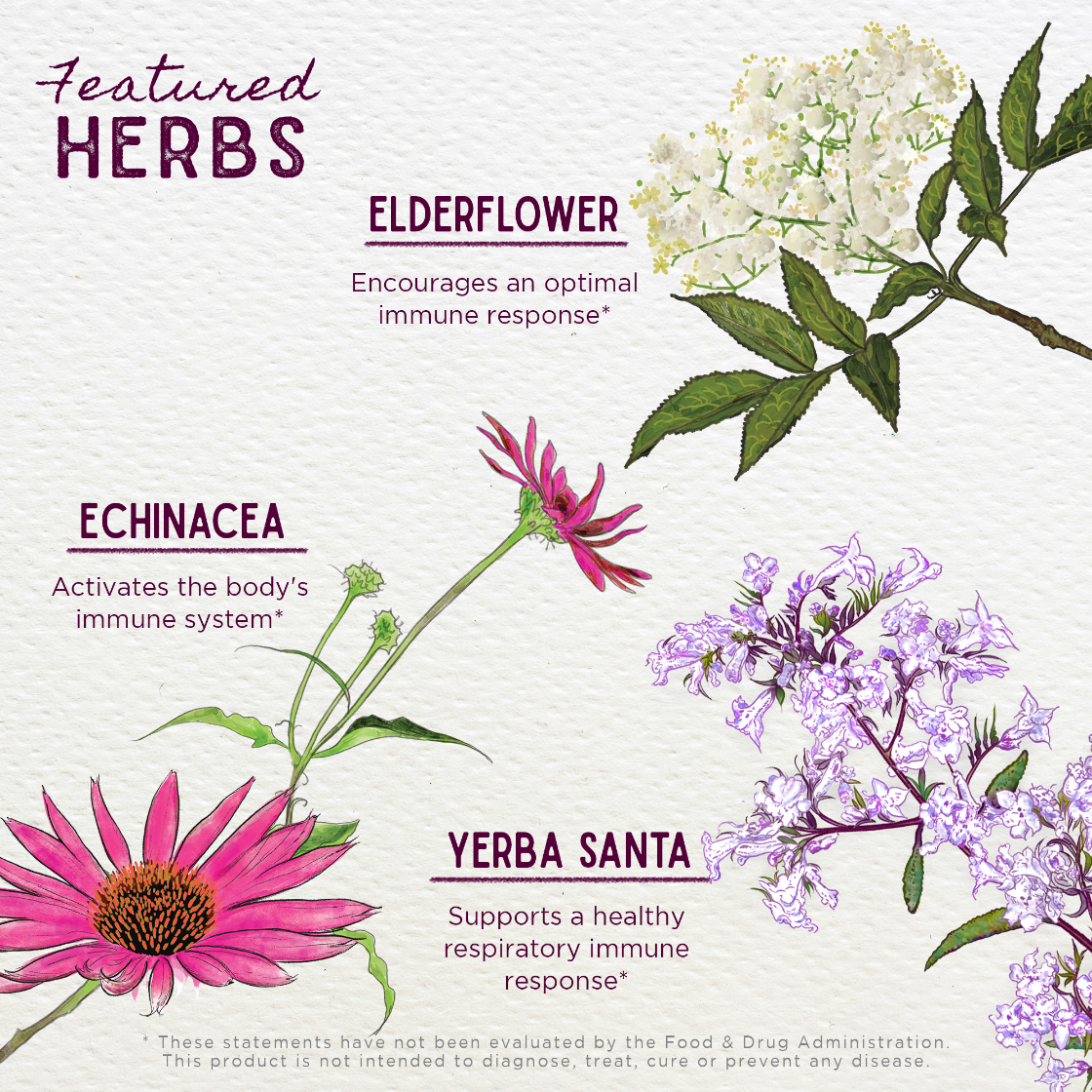 Illustration of herbs with their names and benefits on a light background