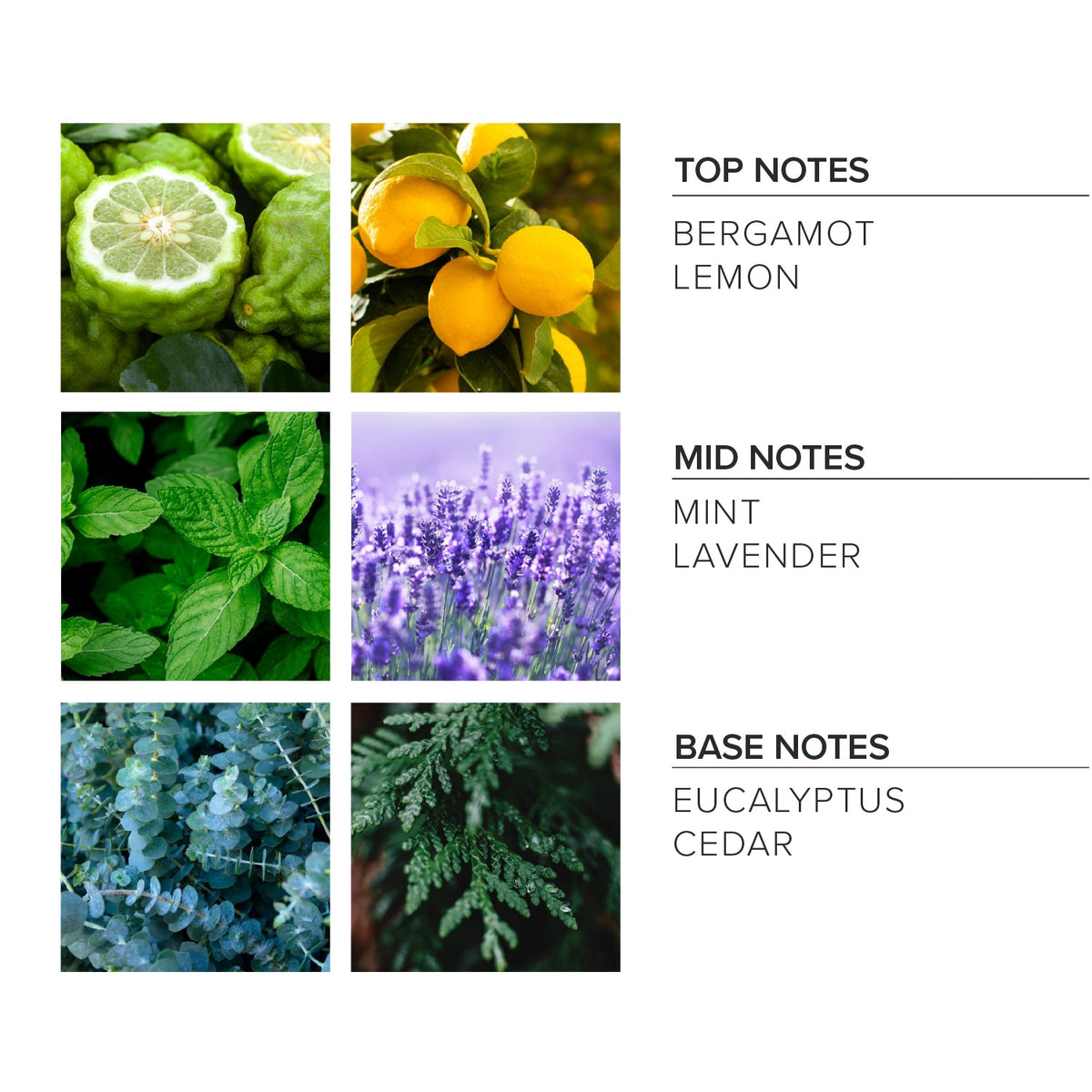 Lavender Mint Reed Diffuser