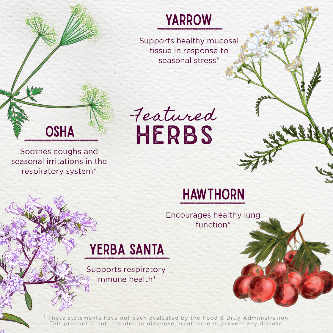 Illustration of herbs with their names and benefits on a white background
