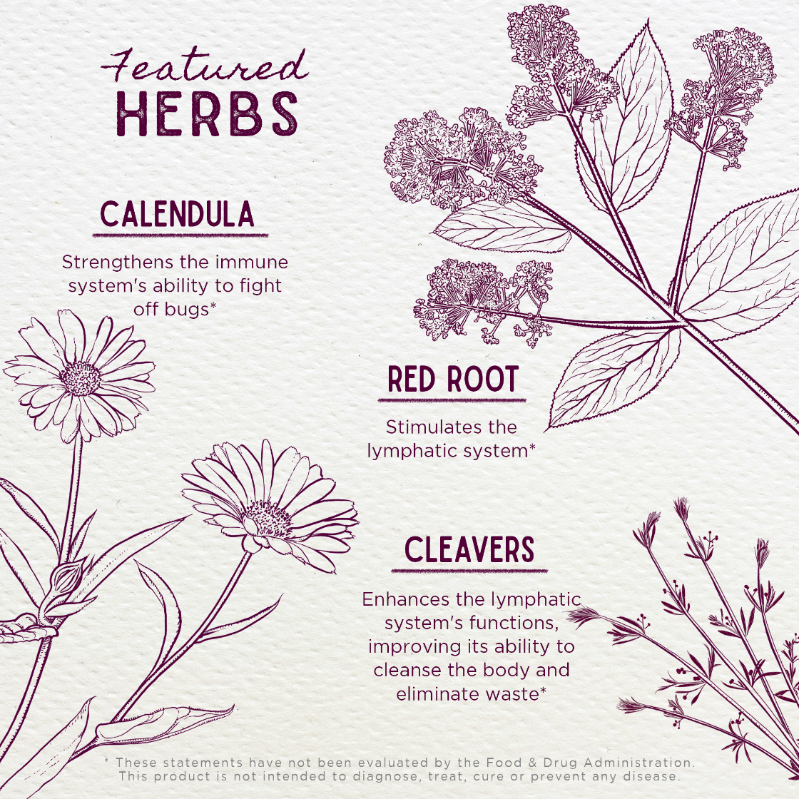 Illustrations of calendula, red root, and cleavers with text on a white background