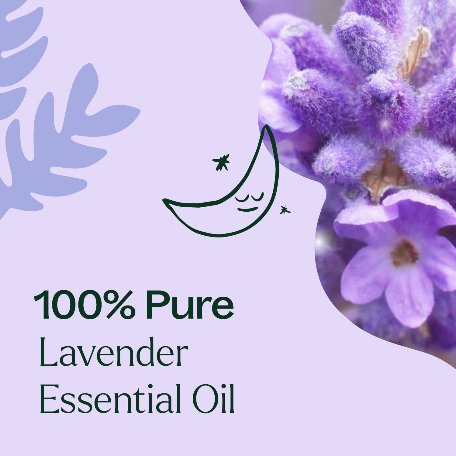 Lavender Fine Essential Oil