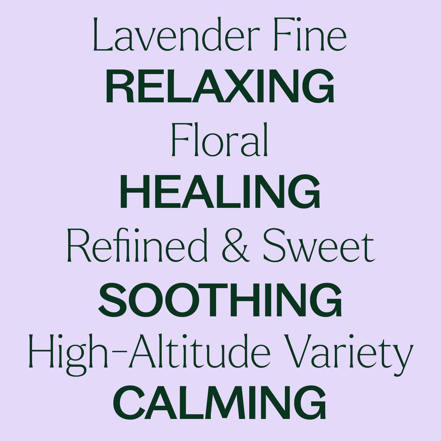 Lavender Fine Essential Oil