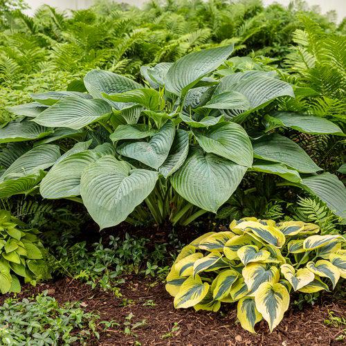 PW® Shadowland® Empress Wu Hosta