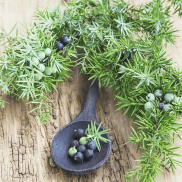 Jumping Juniper
