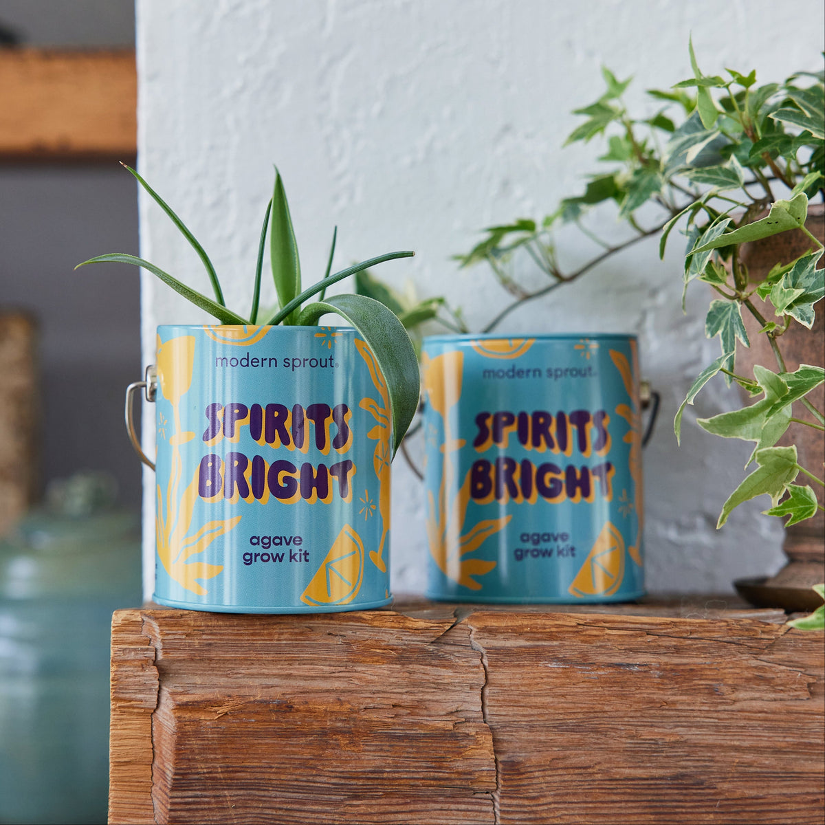 Seasonal Complimentary Colors Grow Kits
