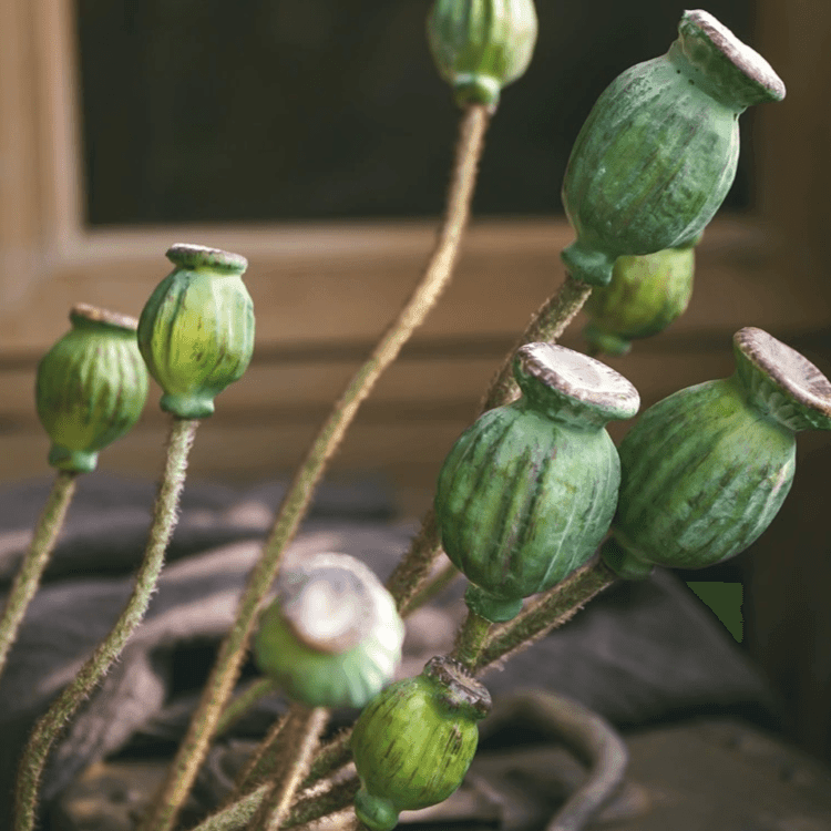 Green Poppy Fruit Stem 30.7