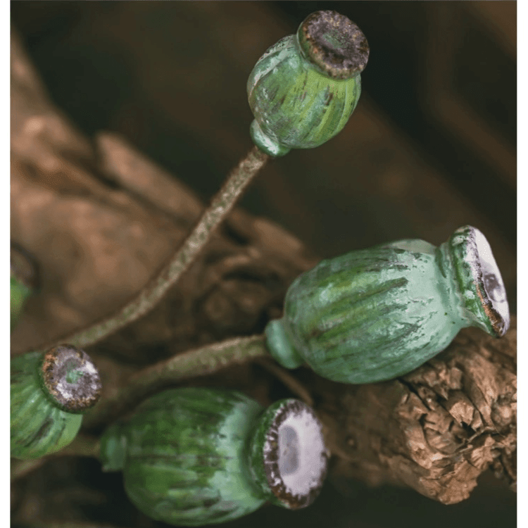 Green Poppy Fruit Stem 30.7