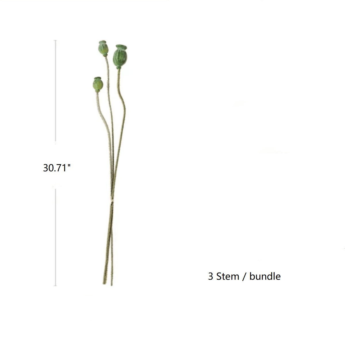 Green Poppy Fruit Stem 30.7