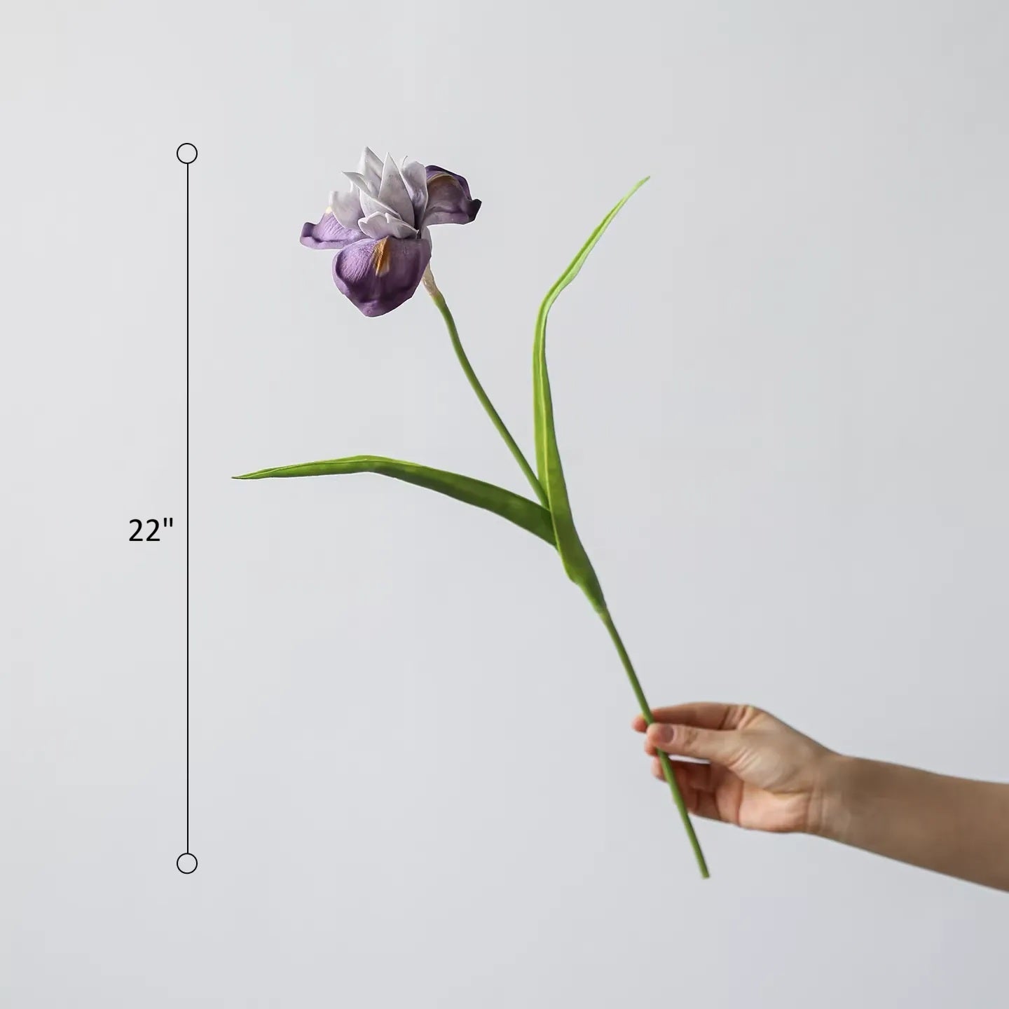 Purple Iris Stem 22