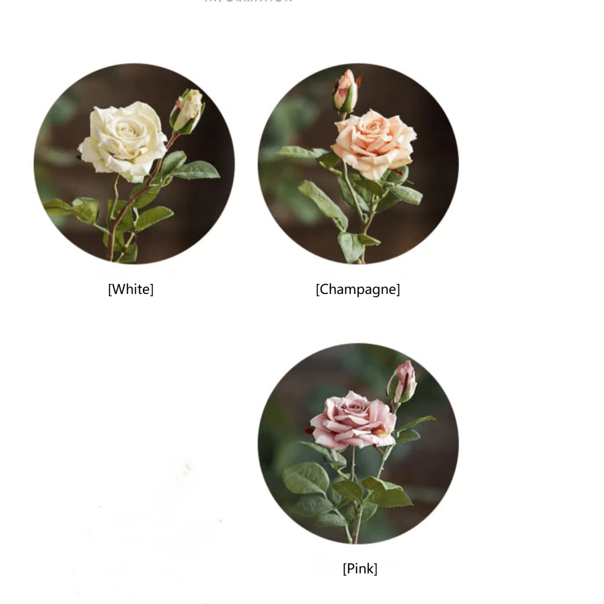 Rolled Edge American Rose Stem 18