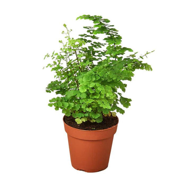 Maidenhair Fern 4 inch - Gifts for You 'n Me