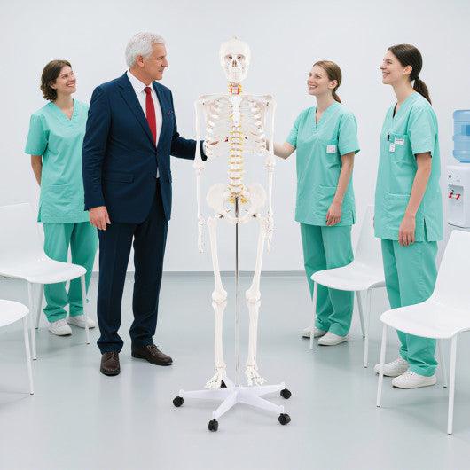 70.8 Inch Human Skeleton Model for Anatomy