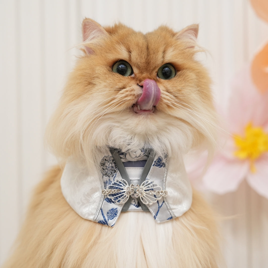 Aurora | Pet Bib Momoji Canada