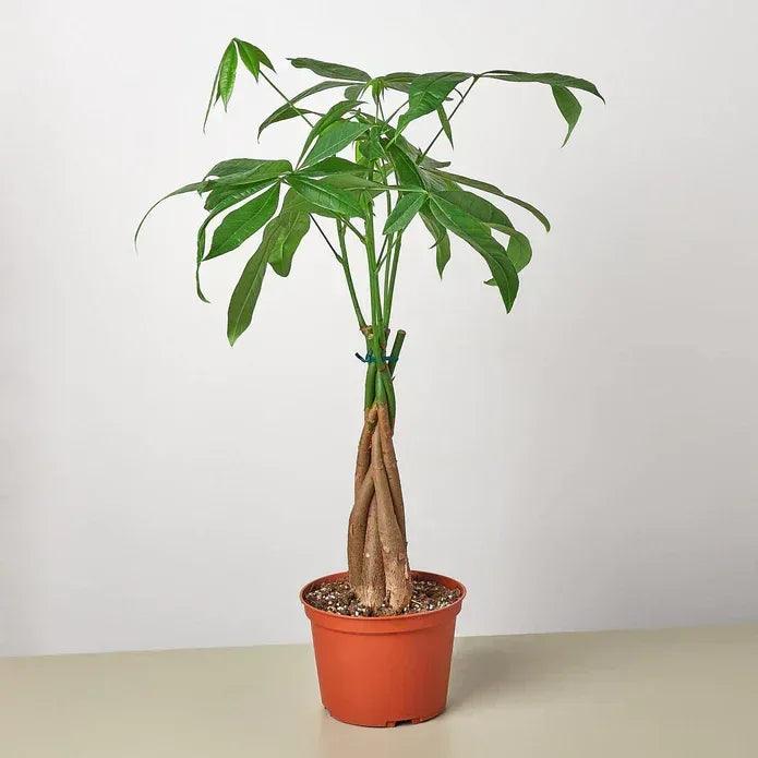 Money Tree Guiana Chestnut Pachira Braid - Gifts for You 'n Me