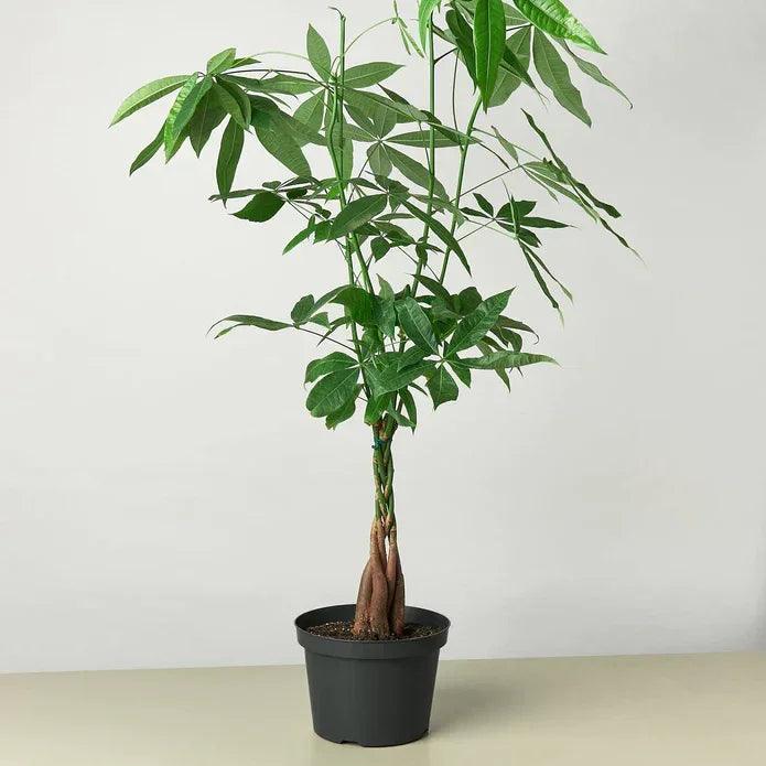 Money Tree Guiana Chestnut Pachira Braid - Gifts for You 'n Me