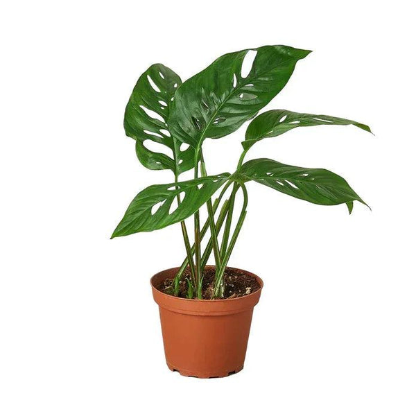 Monstera Adansonii Swiss Cheese - Gifts for You 'n Me