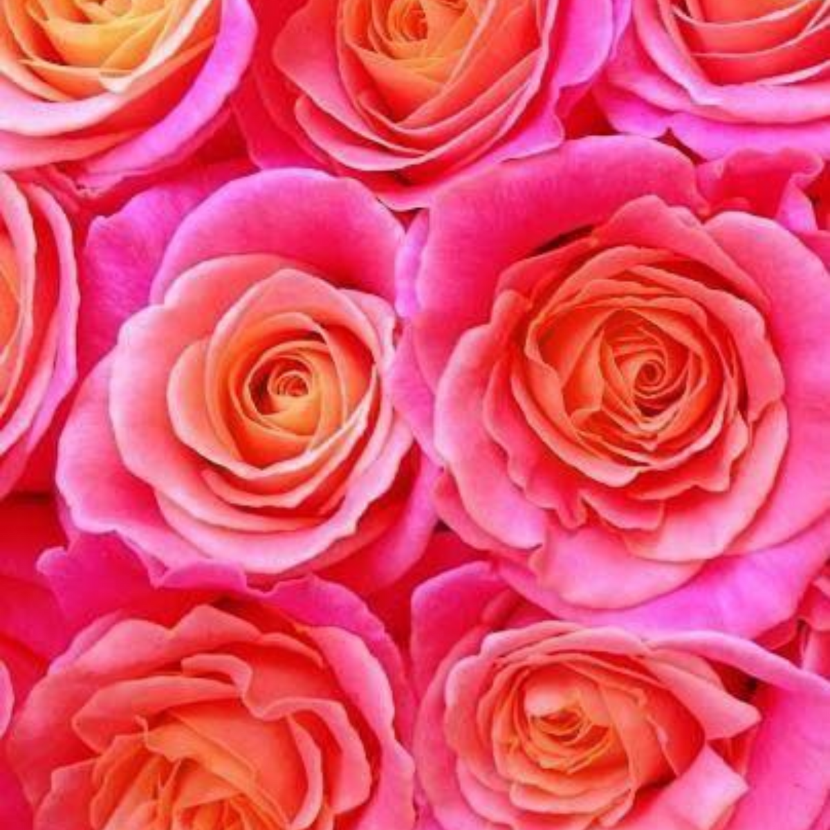 Neon Rose