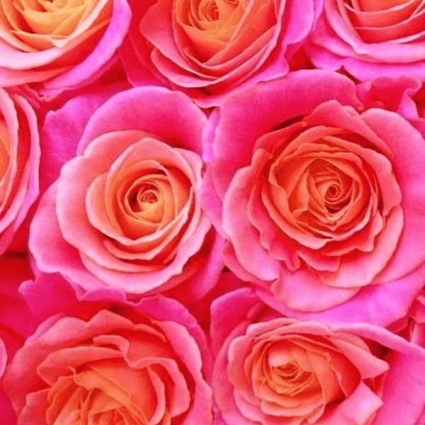 Neon Rose