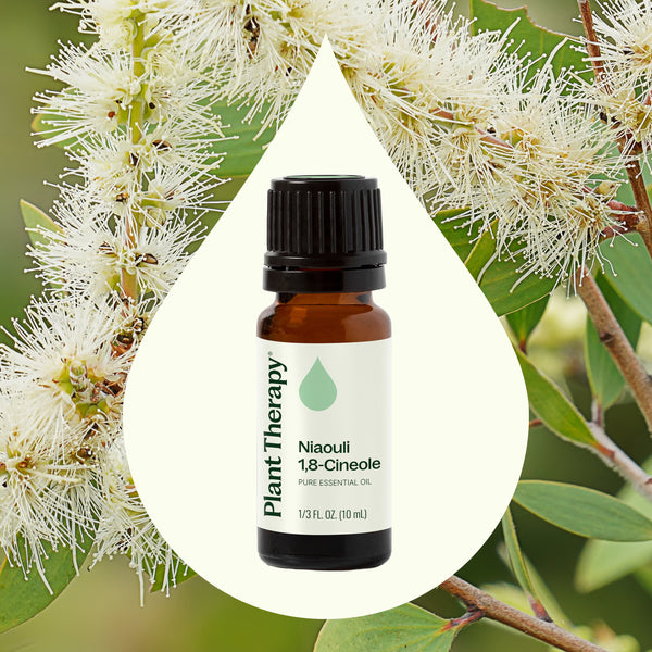 Niaouli 1,8-Cineole Essential Oil