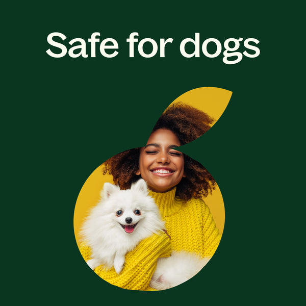 Niaouli 1,8-Cineole Essential Oil