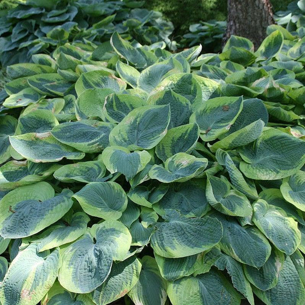 Frances Williams Hosta