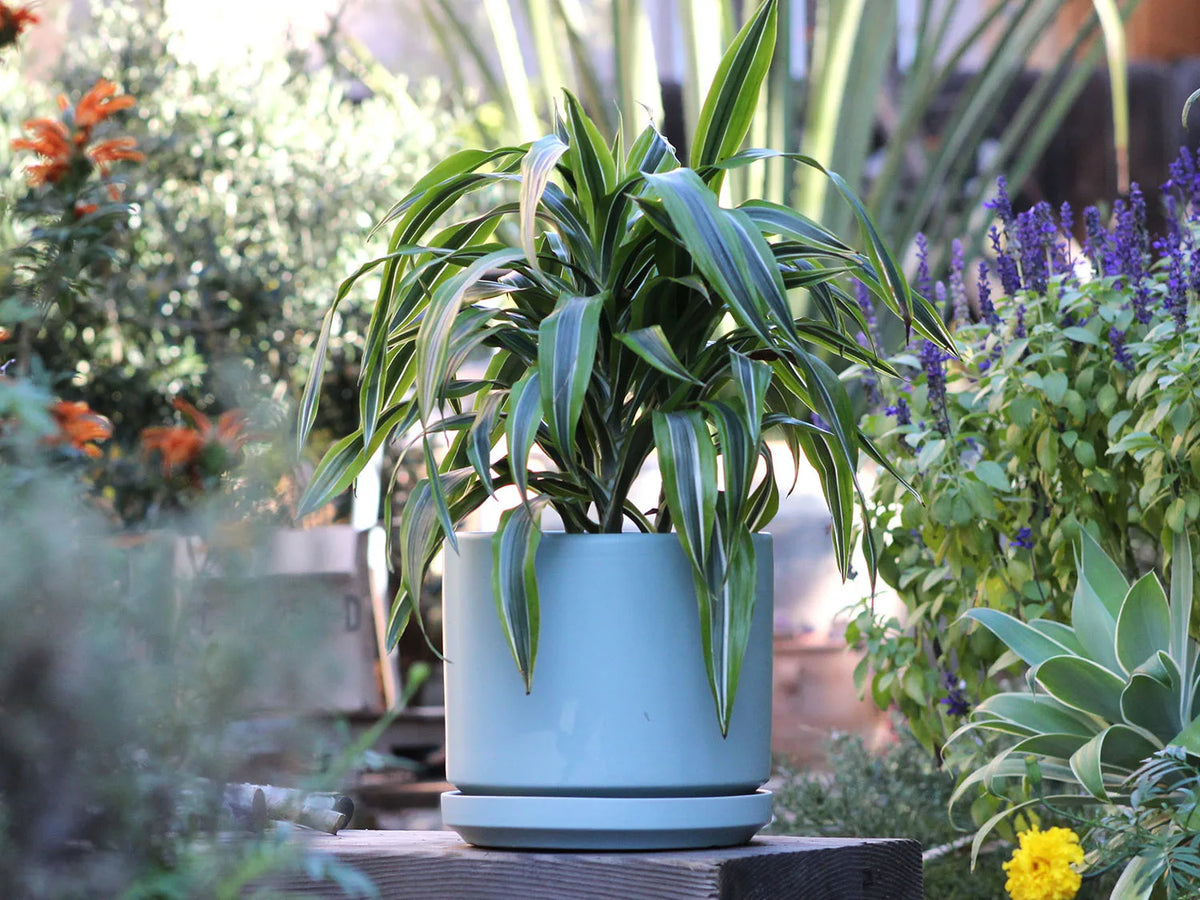 Mid Modern Planter With Detached Saucer By Plantatorem