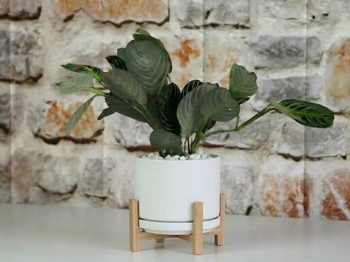 Mid Modern Planter With Detached Saucer By Plantatorem
