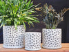 Easter Lilly Planter By Plantatorem - Black Pansy