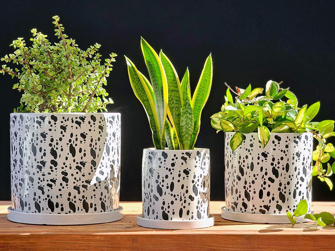 Easter Lilly Planter By Plantatorem