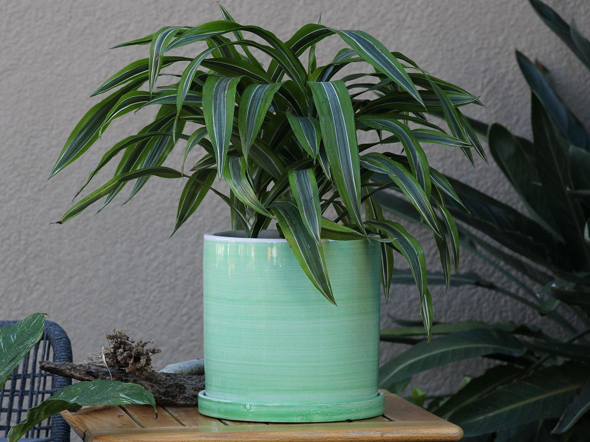 Cylinder Ombre Planter By Plantatorem