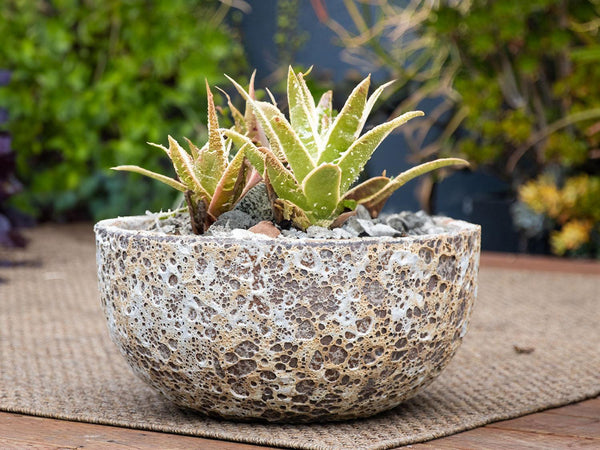 Half Moon Bowl By Plantatorem