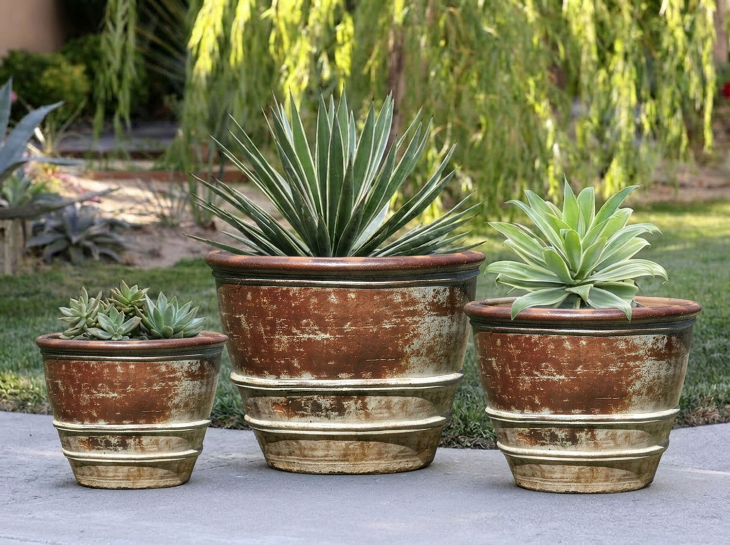 Roll Rim Citrus Planter By Plantatorem