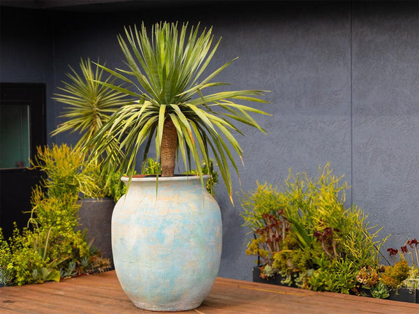 Mediterranean Cantaro By Plantatorem