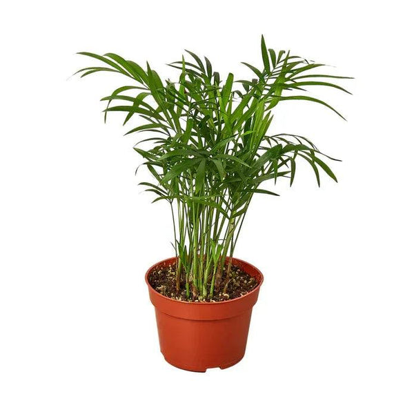 Parlor Palm - Gifts for You 'n Me