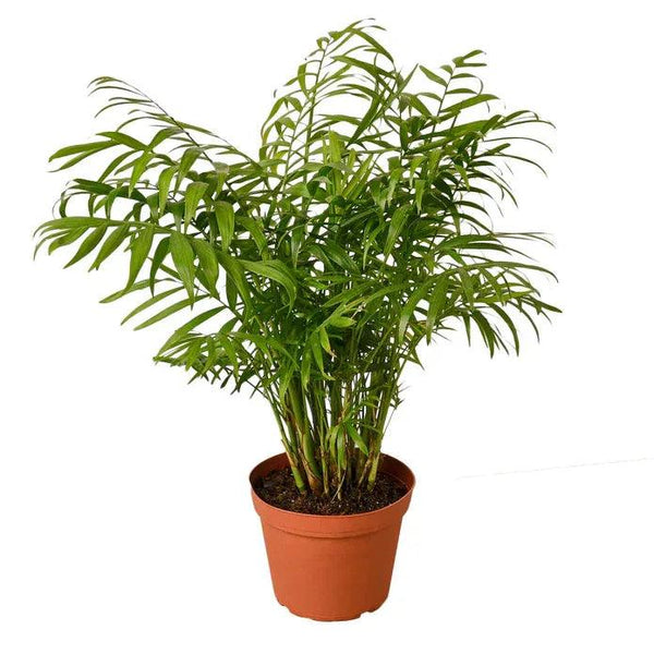 Parlor Palm - Gifts for You 'n Me