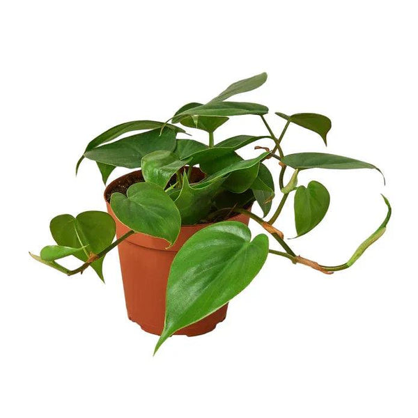 Philodendron Cordatum Heartleaf - Gifts for You 'n Me