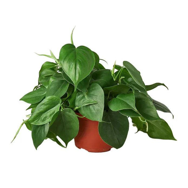 Philodendron Cordatum Heartleaf - Gifts for You 'n Me