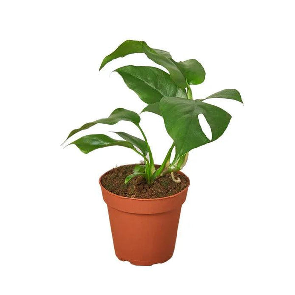 Philodendron Mini Monstera Minima 4 inch - Gifts for You 'n Me